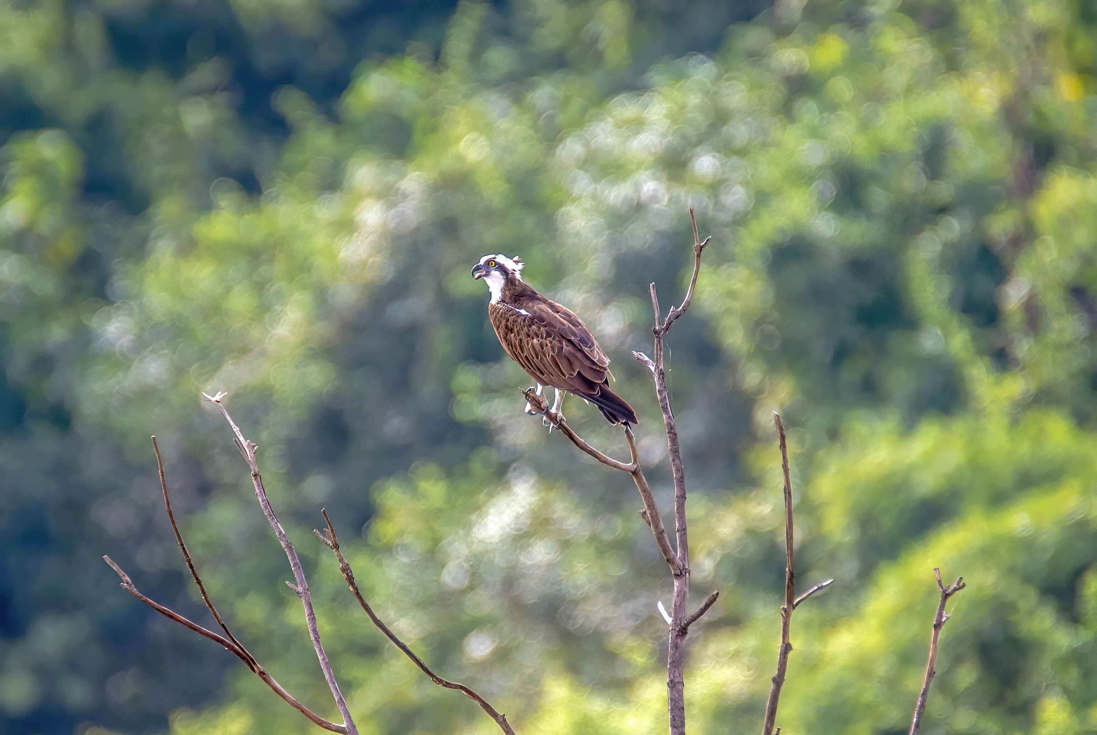 Osprey